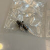 beyblade x 戰鬥陀螺 日版 黑色R